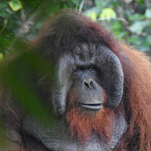 Papa, an adult male orangutan with prominent cheek pads, sits quietly among forest foliage and looks toward the camera.
