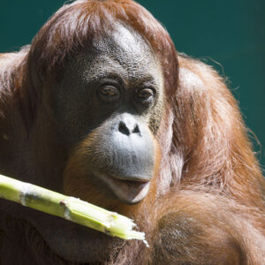 Pingky, an adult female orangutan, holds a piece of bamboo while resting quietly and looking toward the camera.