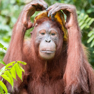 Rickina, a female orangutan with expressive eyes and long reddish hair, raises her arms while resting a leaf on her head in a forest setting.