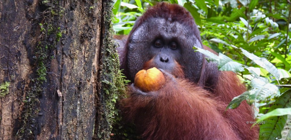 Ota homilador ona bilan jinsiy aloqa video