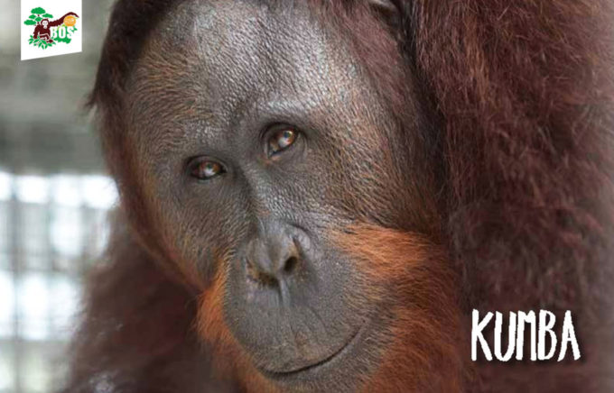 5-kumba-1024x657