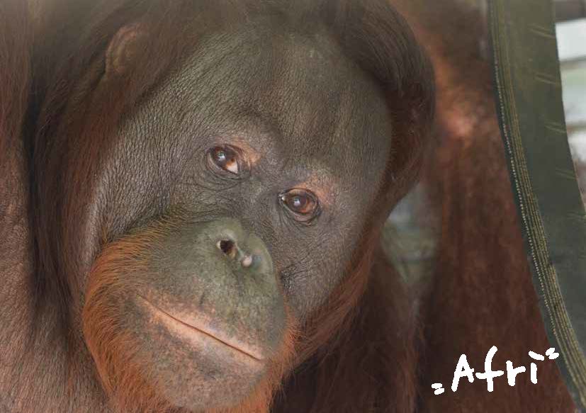 Afri