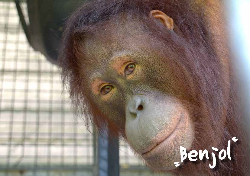 Benjol