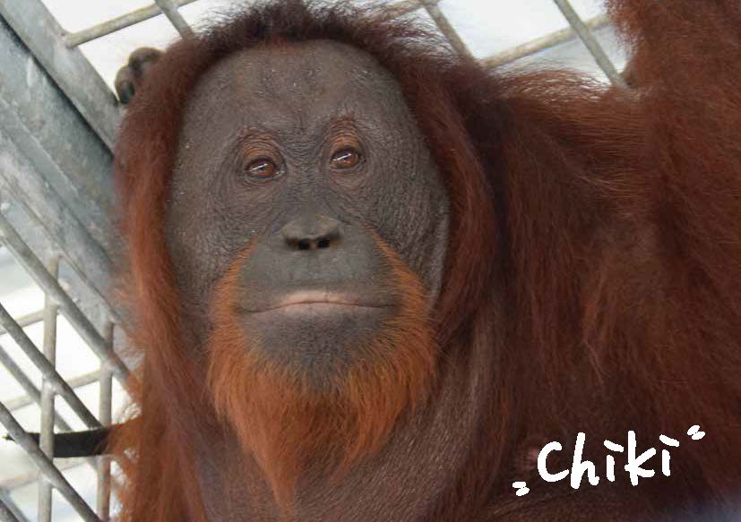 Chiki