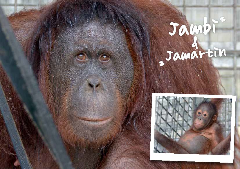 Jambi-Jamartin