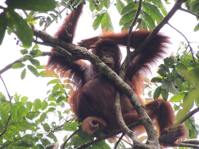 8-year-old Manggo is growing up and becoming independent