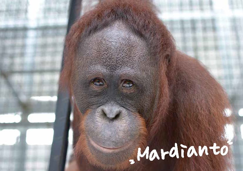 Mardianto