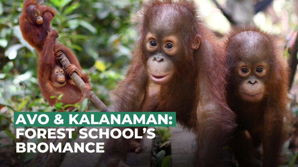 Two young orangutans sitting together during rehabilitation at BOS Nyaru Menteng