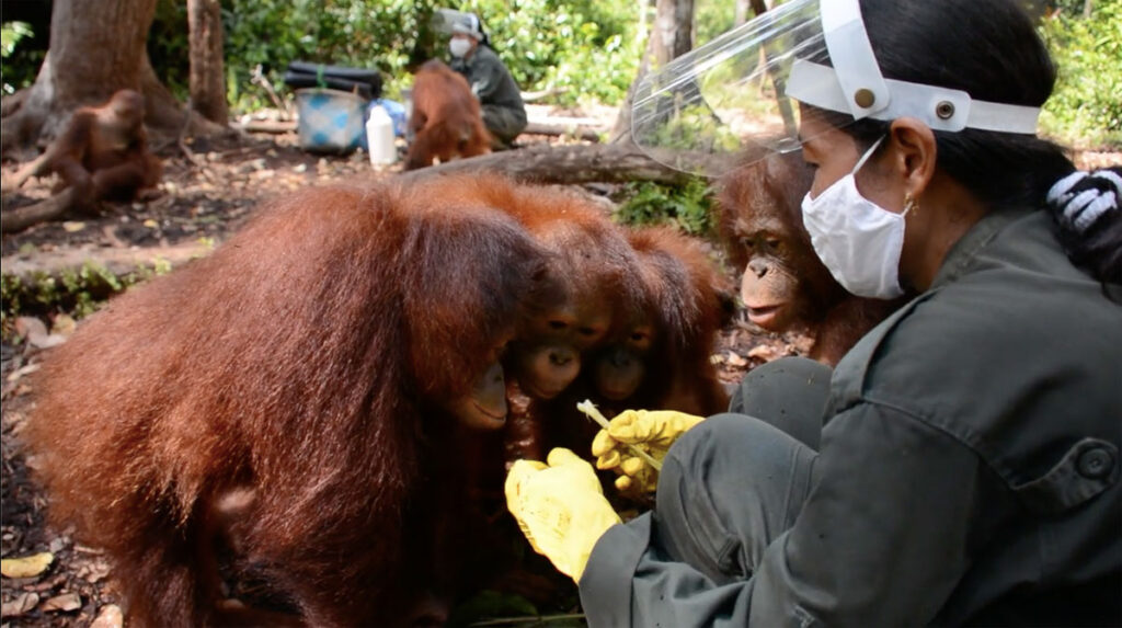 Caregiver feeding young orangutans during a morning jungle school session at a rehabilitation center