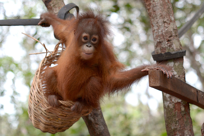 Young orangutan learning climbing skills during rehabilitation at a forest school center