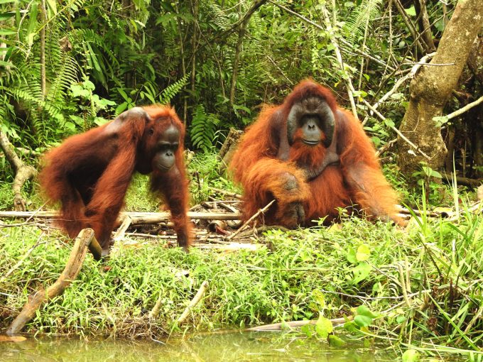 Two adult orangutans living in a protected forest sanctuary after retirement from rehabilitation