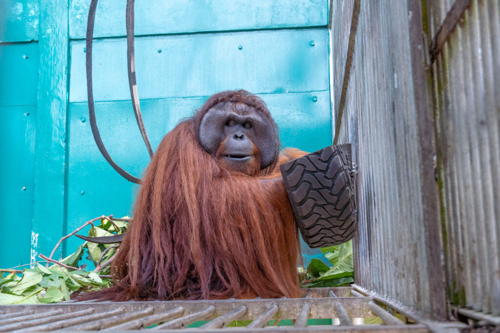 JoJo, a male orangutan with long reddish hair, sits in his enclosure holding an enrichment item and surrounded by green foliage.