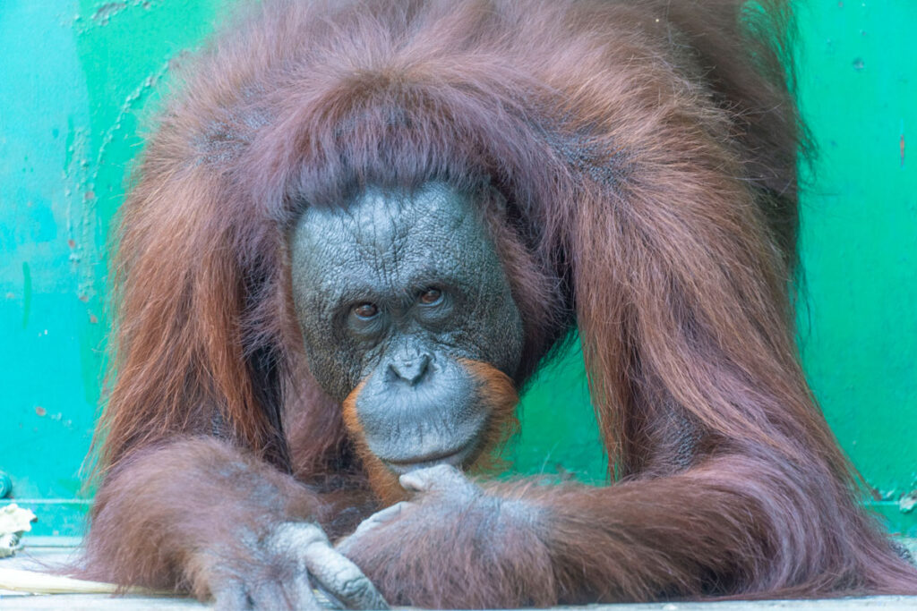 Neng, a female orangutan, rests her chin on one hand while sitting inside a teal-colored enclosure.