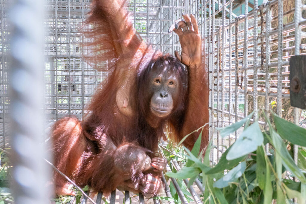 Rickina, a female orangutan, sits inside a forest enclosure with her infant resting in her lap while she raises one arm and looks toward the camera.
