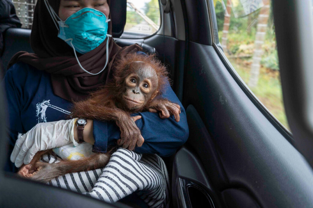 Rescued baby orangutan being safely transported by a caregiver during an emergency rescue