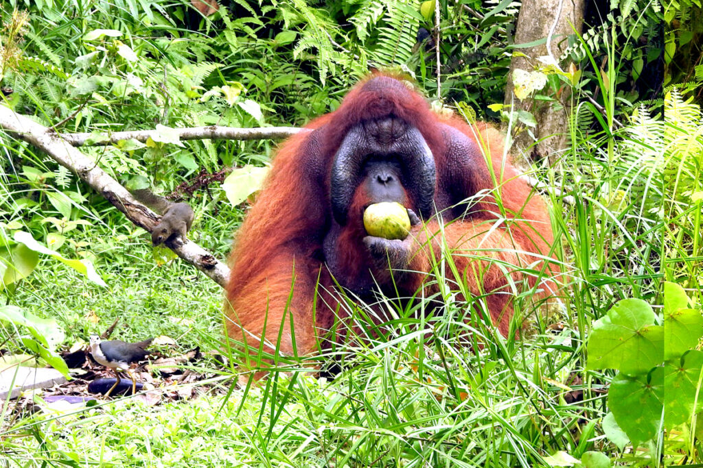 Papa, a large adult orangutan, sits on the forest floor holding fruit while surrounded by lush green vegetation.