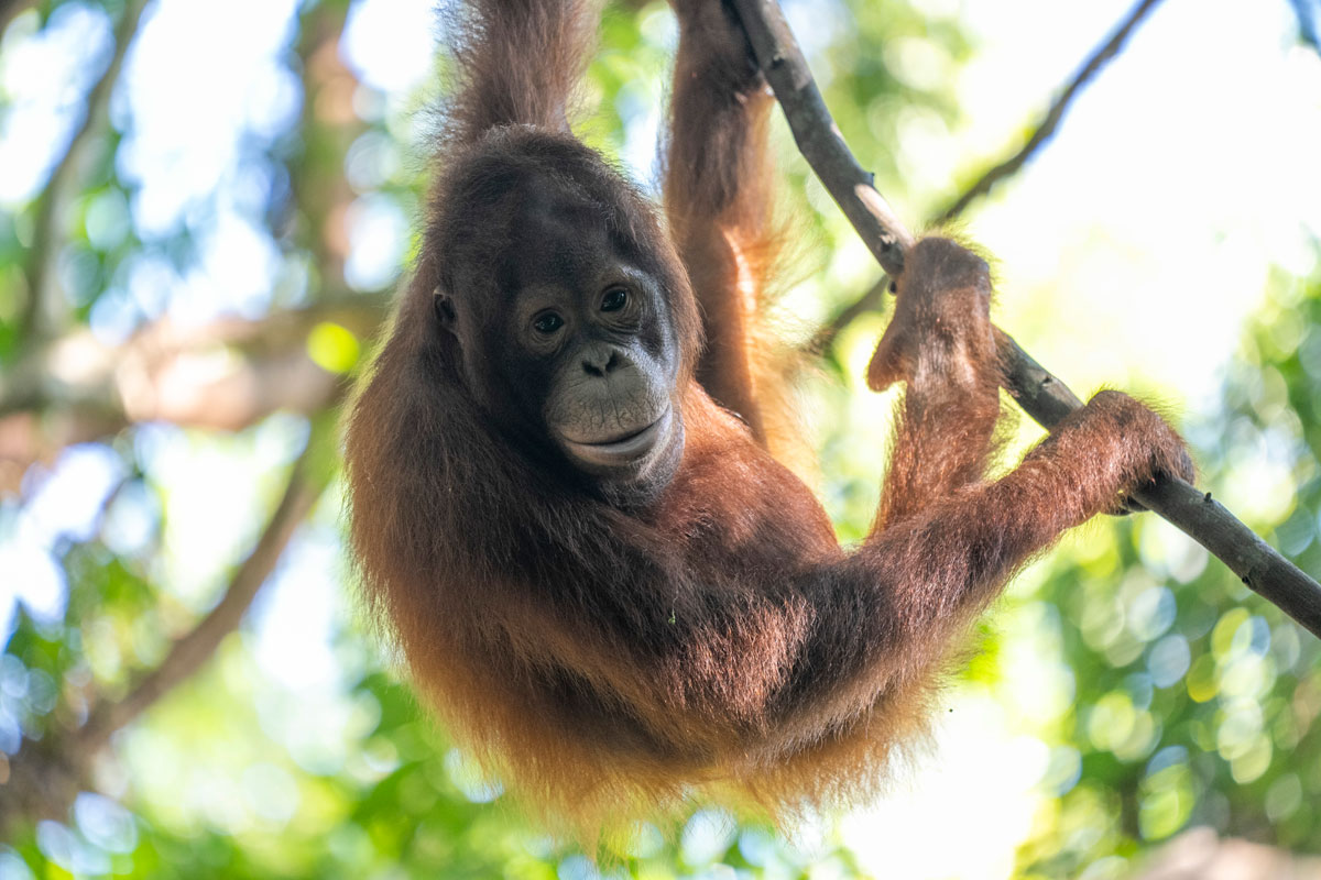 Orangutan in the forest