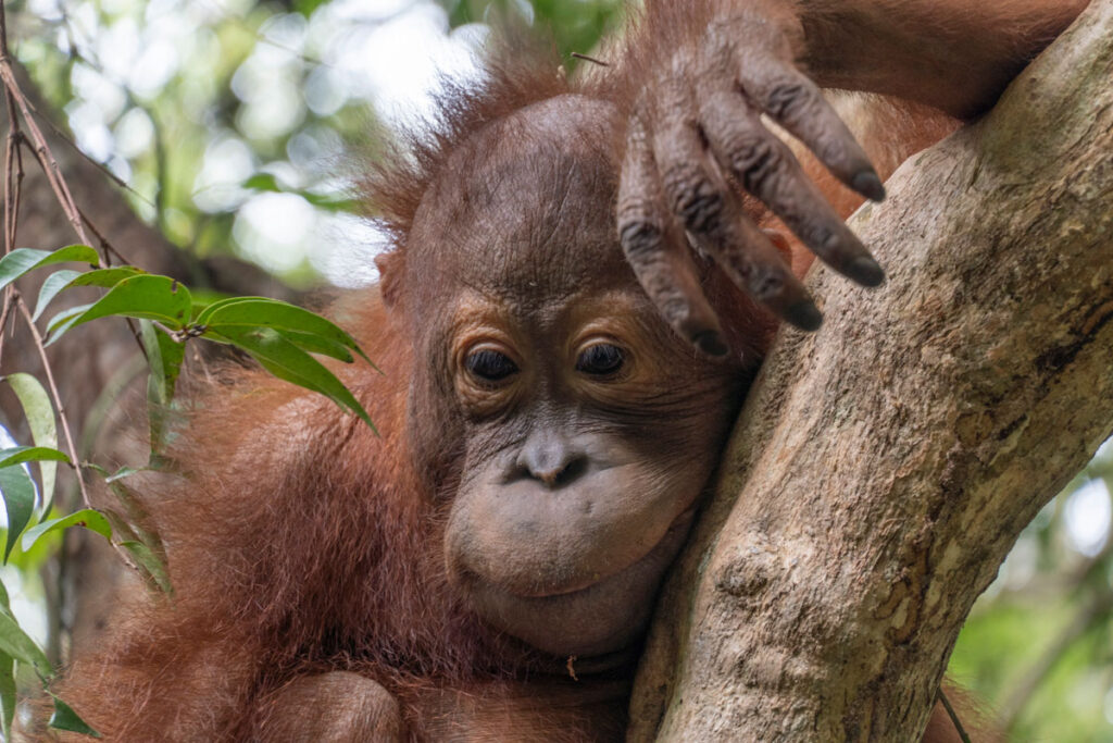 Gatot, a playful young orangutan, rests against a tree trunk while climbing and exploring the forest canopy.
