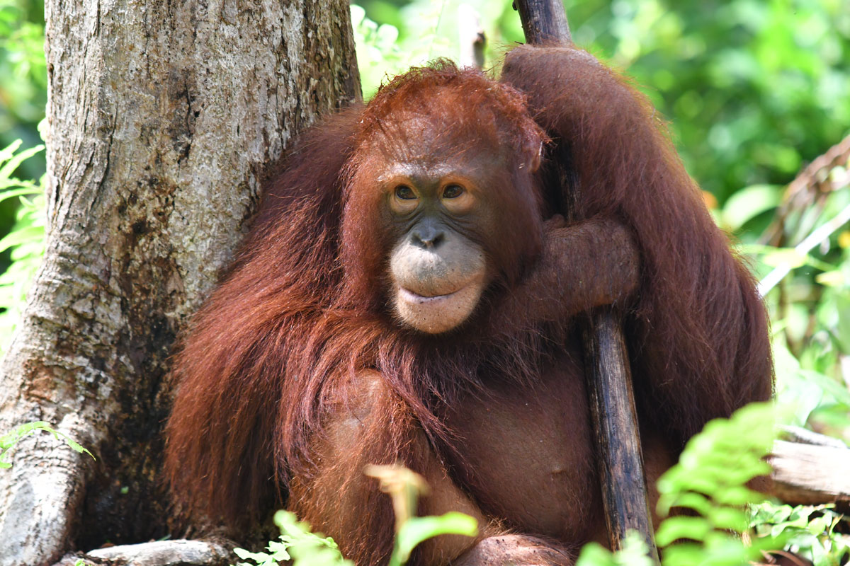 Orangutan resting against a tree