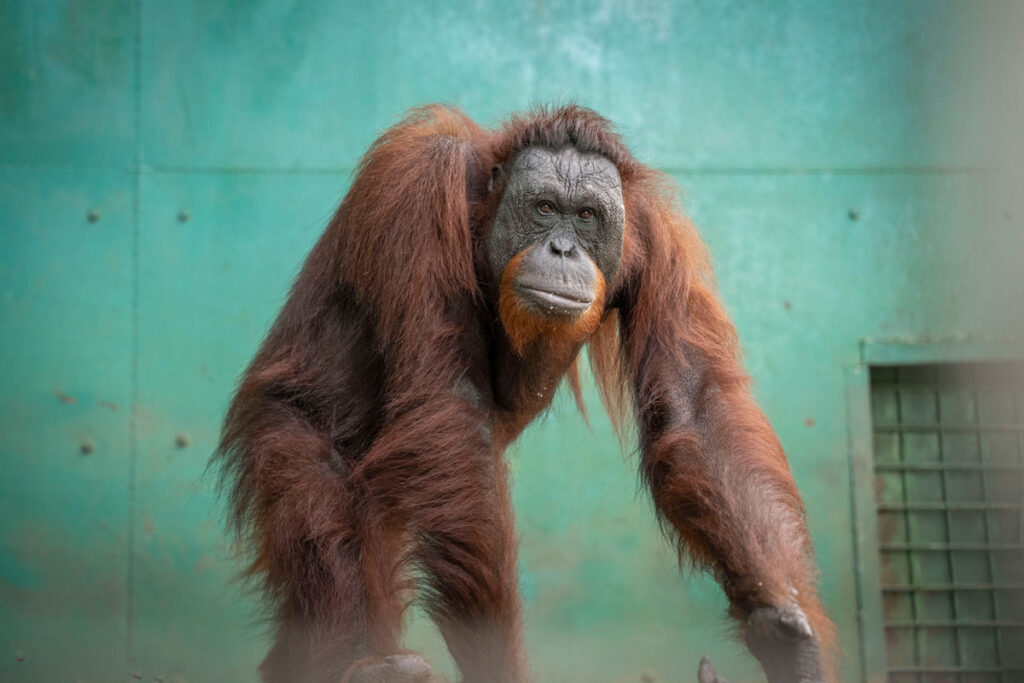 Adult orangutan walking outdoors featured in donor testimonial on Orangutan Outreach website