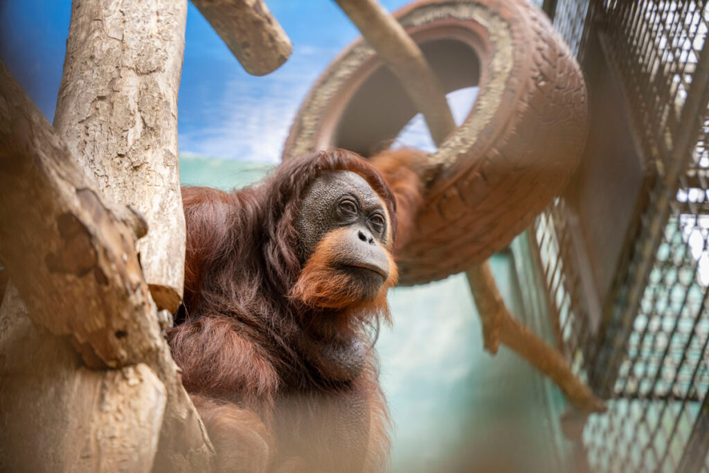 Pingky, a female orangutan with long reddish hair, sits on wooden structures inside her enclosure with a tire enrichment item nearby.