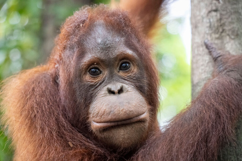 Kukur, a young orangutan, hangs among leafy branches while exploring and climbing in the forest canopy.