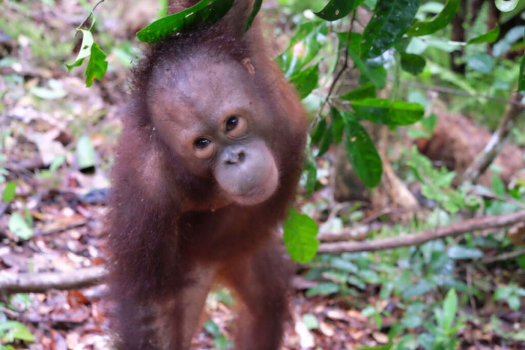 Baimah, a playful juvenile orangutan, leans forward under leafy branches while exploring the forest floor.