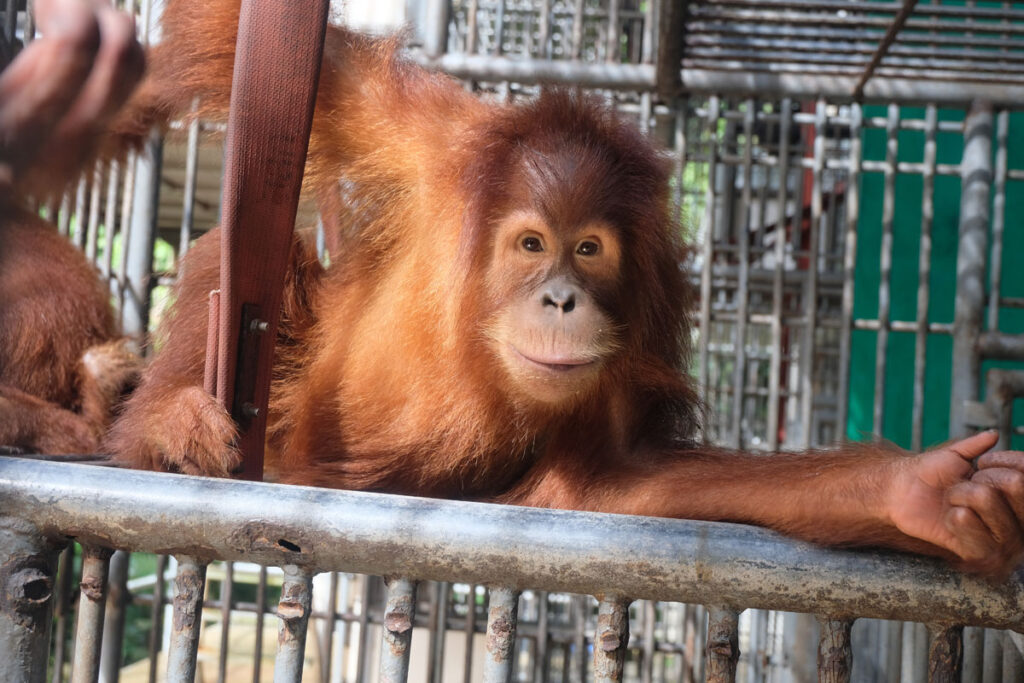 Orangutan resting inside a rehabilitation enclosure featured in donor testimonial section