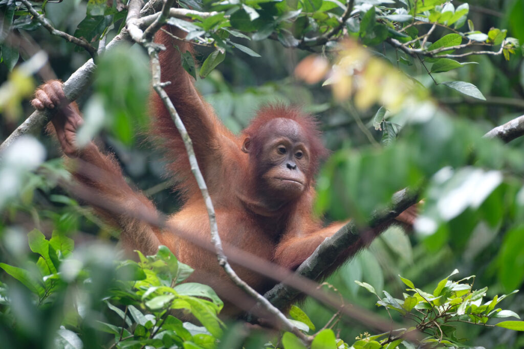 Janet, a playful young orangutan, climbs through leafy branches while exploring and learning in the forest.