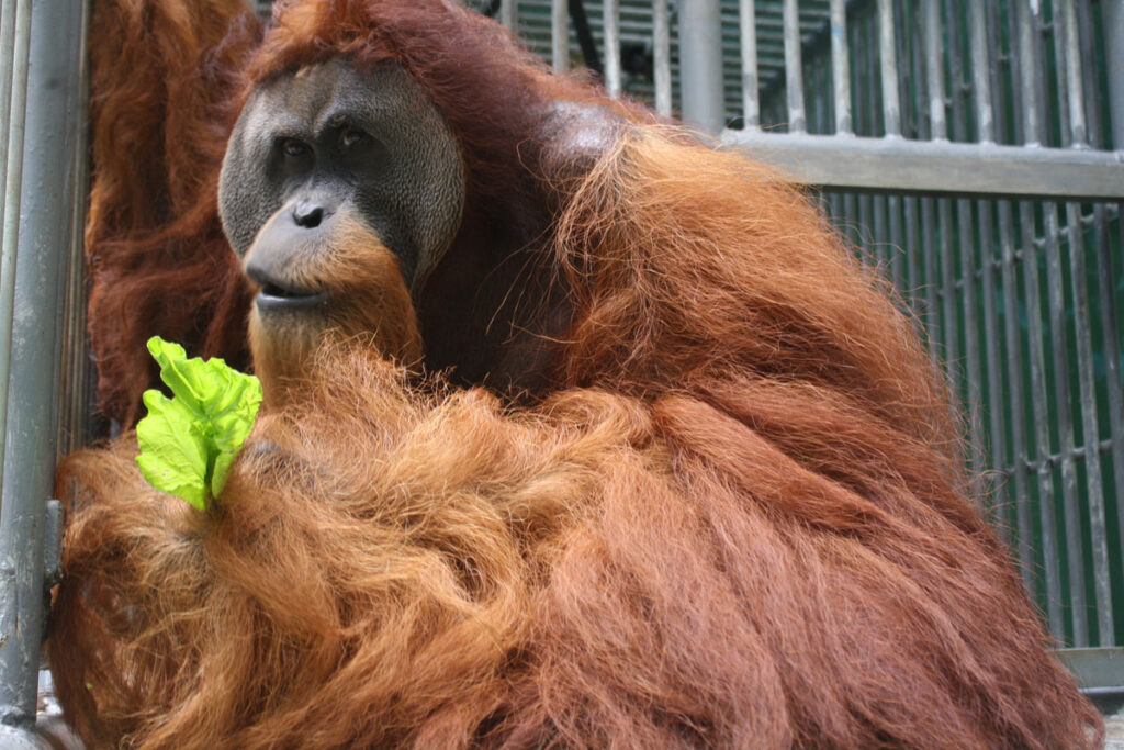 Krismon, a male orangutan with long reddish hair, sits in an enclosure holding a leafy green vegetable and looking toward the camera.