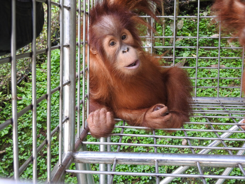 Brenda, a young female orangutan, sits inside a metal enclosure holding enrichment items and looking up with a curious expression.
