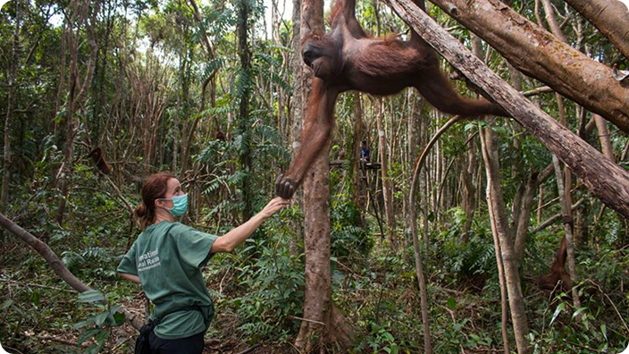 Field researcher interacting with a wild orangutan as part of a long-term conservation partnership