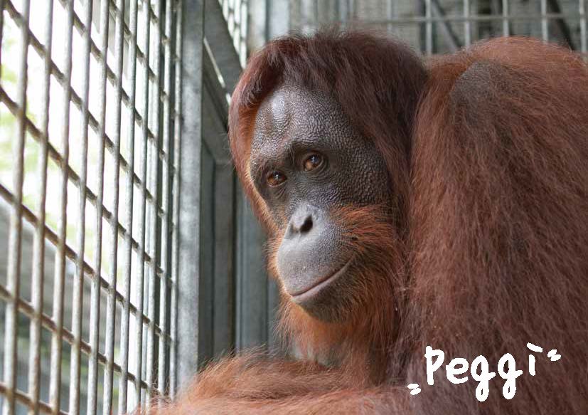 Peggi