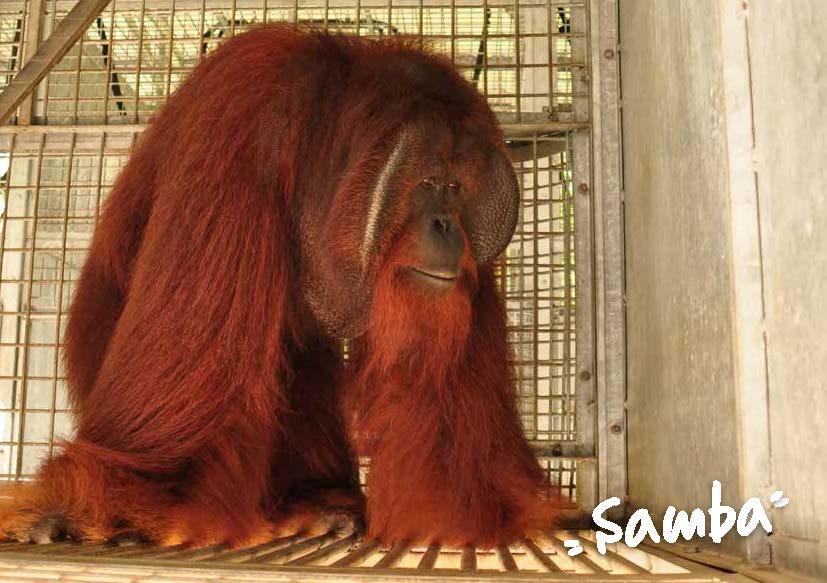 Samba