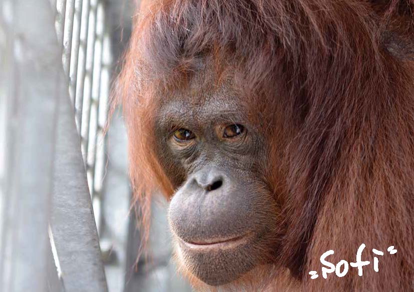Sofi