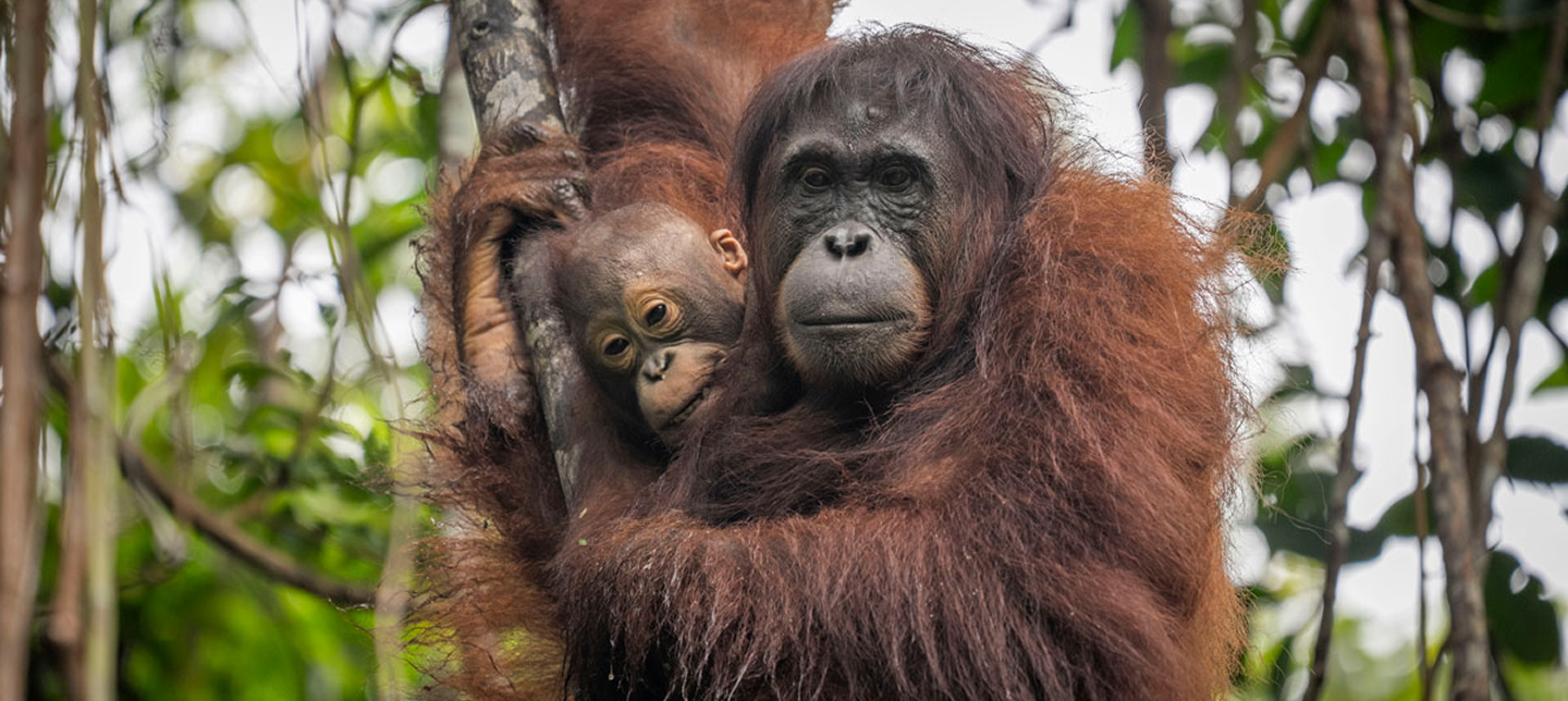 Orangutan with baby