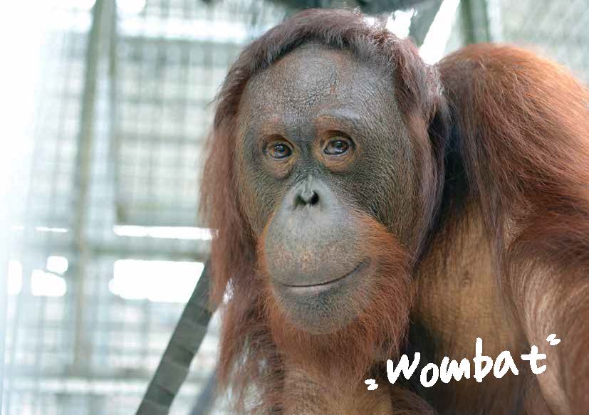Wombat