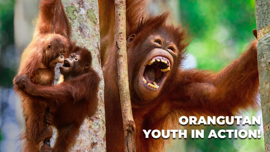 Rehabilitated orangutan climbing freely in forest habitat after release into the wild