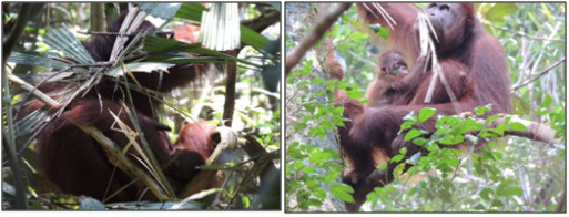 When she is eating, Monic will cover Messi with leaves or sit behind a big tree trunk to protect him