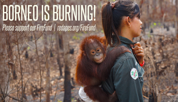 borneo