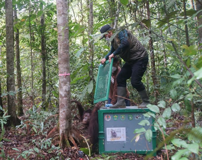 Rehabilitation team preparing an orangutan for release into protected rainforest habitat