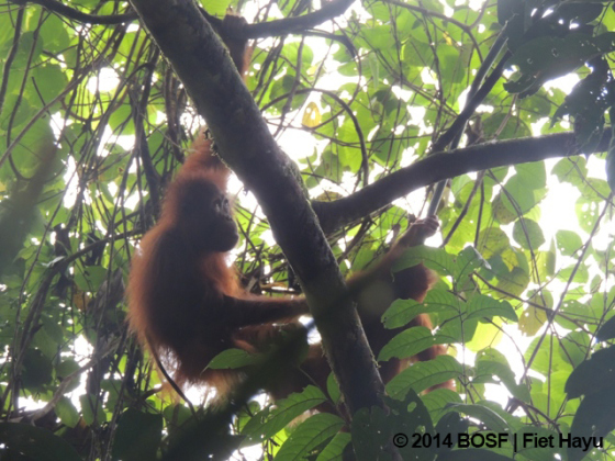 c-2-dscn0009-sifa_embong_by-vet-fiet-copy