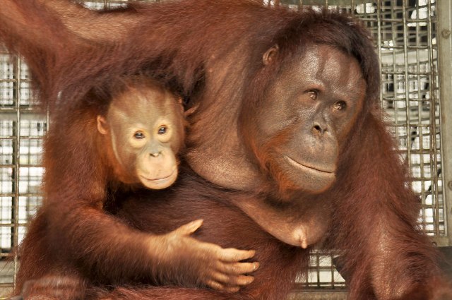 Nopi and Nicky