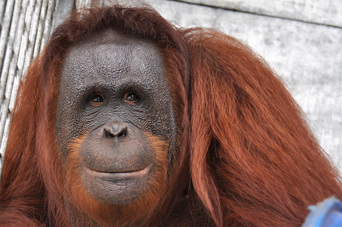 Orangutan Island Daisy BOSF