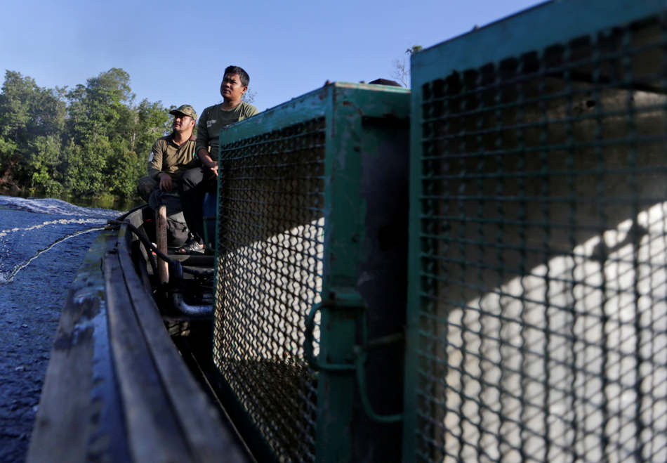 In this Jan. 5, 2016, photo, Lissar Odom, left, and Ahmat Sayoko, conservationists from the Borneo Orangutan Survival Foundation, scan the forest canopy for orangutans during a rescue and release operation for orangutans trapped in a swath of jungle in Sungai Mangkutub, Central Kalimantan, Indonesia. The orangutans, which lost their habitat to the forest fires last year, were forced to live in the over-populated peatland forest along the river, raising fears that they would run out of food soon. (AP Photo/Dita Alangkara)