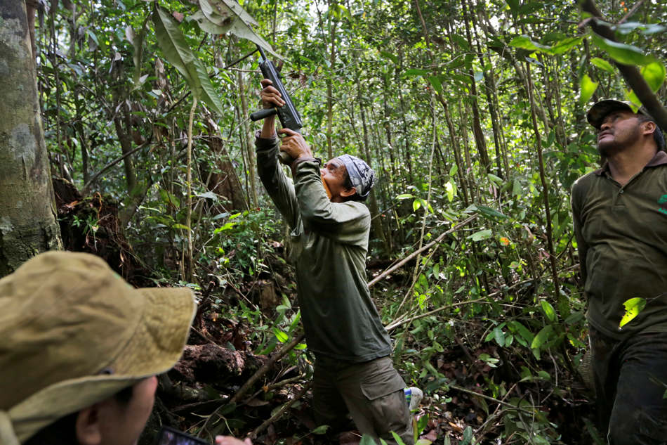In this Jan. 5, 2016, photo, Tony Setiono, a conservationist from the Borneo Orangutan Survival Foundation, center, fires his tranquilizer rifle at an orangutan high in the trees as they conduct a rescue and release operation for orangutans trapped in a swath of jungle in Sungai Mangkutub, Central Kalimantan, Indonesia. A team of conservationists were deployed to rescue orangutans which lost their habitat to the forest fires last year and relocate them to a new location. (AP Photo/Dita Alangkara)