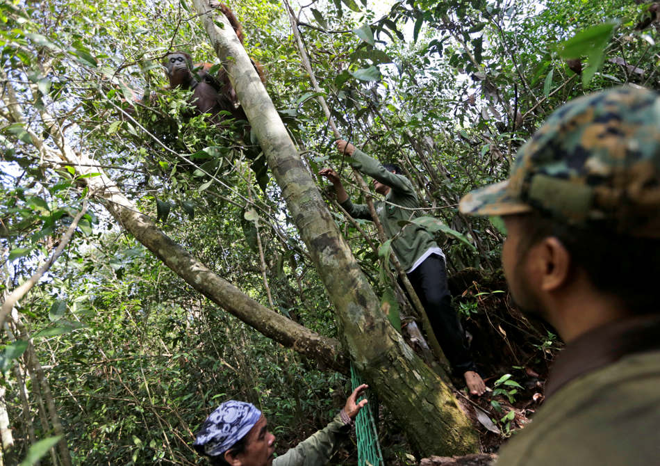 In this Jan. 5, 2016, photo, conservationists of Borneo Orangutan Survival Foundation approach a tranquilized orangutan as they conduct a rescue and release operation for orangutans trapped in a swath of jungle in Sungai Mangkutub, Central Kalimantan, Indonesia. A team of foresters, veterinarians and technicians were deployed to rescue orangutans which lost their habitat to the forest fires last year and relocate them to a new location. (AP Photo/Dita Alangkara)