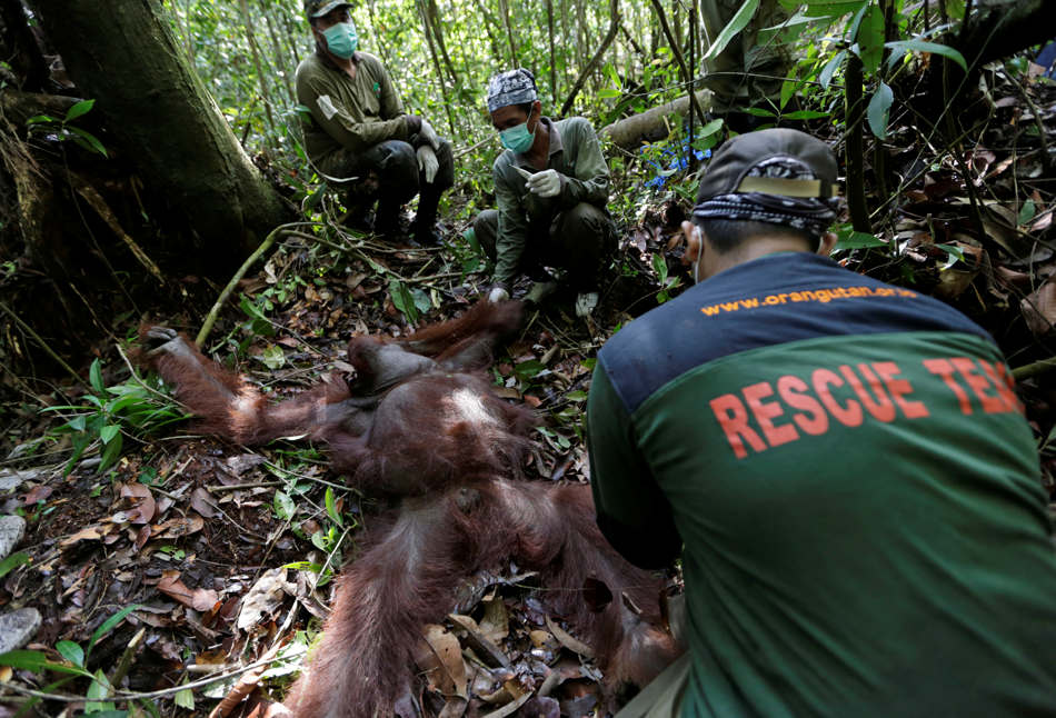 In this Jan. 5, 2016, photo, conservationists from the Borneo Orangutan Survival Foundation examine a tranquilized orangutan during a rescue and release operation for orangutans trapped in a swath of jungle in Sungai Mangkutub, Central Kalimantan, Indonesia. The orangutans, which lost their habitat to the forest fires last year, were forced to live in the over-populated peatland forest along the river, raising fears that they would run out of food soon. (AP Photo/Dita Alangkara)