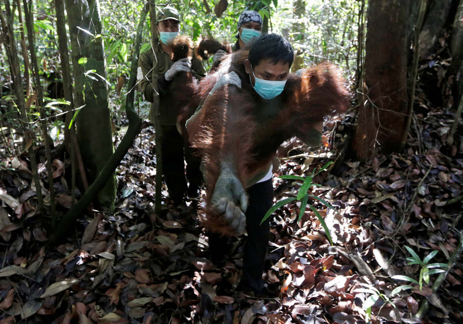 In this Jan. 5, 2016, photo, conservationists of Borneo Orangutan Survival Foundation examine a tranquilized orangutan as they conduct a rescue and release operation for orangutans trapped in a swath of jungle in Sungai Mangkutub, Central Kalimantan, Indonesia. A team of conservationists were deployed to rescue orangutans which lost their habitat to the forest fires last year and relocate them to a new location. (AP Photo/Dita Alangkara)