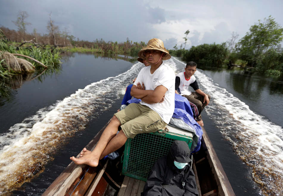In this Jan. 6, 2016, photo, conservationists from the Borneo Orangutan Survival Foundation transport a young orangutan to a release site during a rescue and release operation for orangutans trapped in a swath of jungle in Sungai Mantangai, Central Kalimantan, Indonesia. A team of foresters, veterinarians and technicians were deployed to rescue orangutans which lost their habitat to the forest fires last year and relocate them to a new location. (AP Photo/Dita Alangkara)